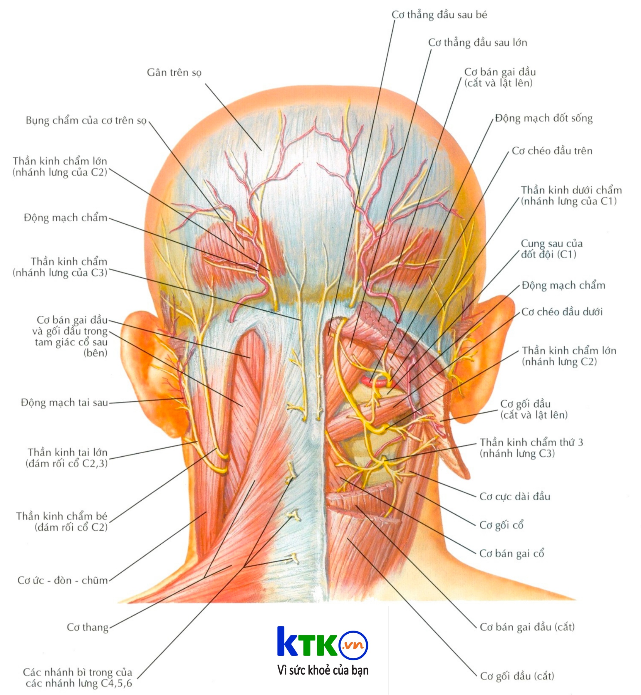 Đau đầu do đau dây thần kinh chẩm.